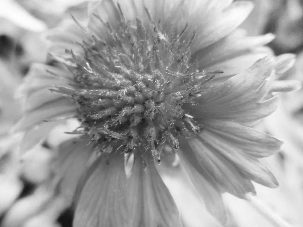 Feuilles Fleurs Noires Blanches Fond Naturel — Photo