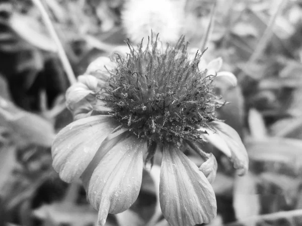 Feuilles Fleurs Noires Blanches Fond Naturel — Photo