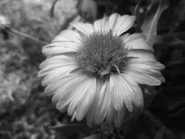 Folhas Flores Preto Branco Natureza Fundo — Fotografia de Stock