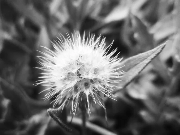 Folhas Flores Preto Branco Natureza Fundo — Fotografia de Stock