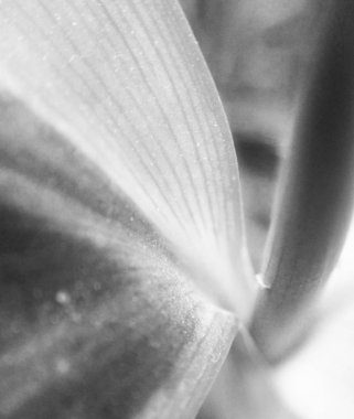  Doğa arka plan siyah ve beyaz çiçek yaprakları         