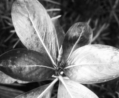  Doğa arka plan siyah ve beyaz çiçek yaprakları         