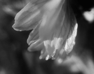  Doğa arka plan siyah ve beyaz çiçek yaprakları         