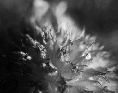  Doğa arka plan siyah ve beyaz çiçek yaprakları         