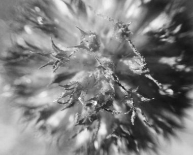  Doğa arka plan siyah ve beyaz çiçek yaprakları         