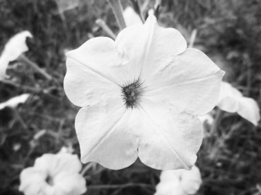 Doğa arka plan siyah ve beyaz çiçek yaprakları                               