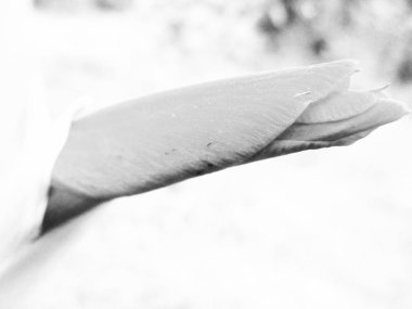 Doğa arka plan siyah ve beyaz çiçek yaprakları                               