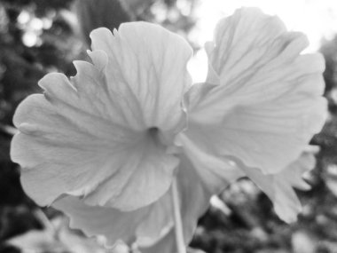 Doğa arka plan siyah ve beyaz çiçek yaprakları                               