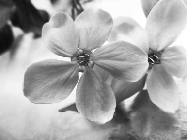 Doğa arka plan siyah ve beyaz çiçek yaprakları                               