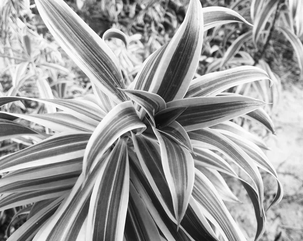 Folhas Flores Preto Branco Natureza Fundo — Fotografia de Stock