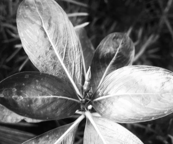  Doğa arka plan siyah ve beyaz çiçek yaprakları         