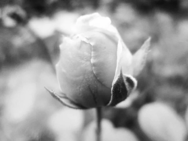 Doğa Arka Plan Siyah Beyaz Çiçek Yaprakları — Stok fotoğraf