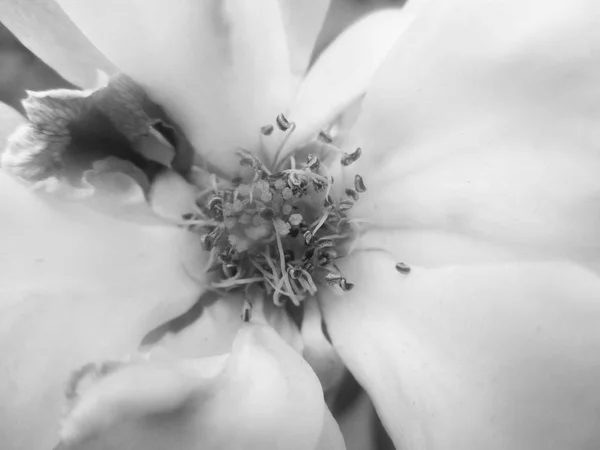 Feuilles Fleurs Noires Blanches Fond Naturel — Photo