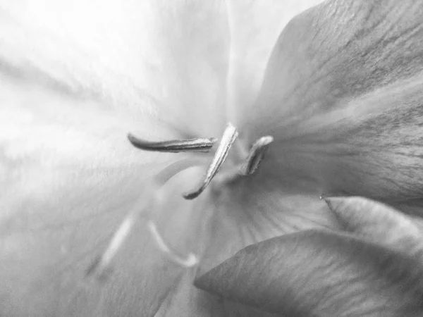 Hojas Flores Blancas Negras Fondo Naturaleza — Foto de Stock