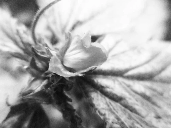 Bianco Nero Fiore Foglie Natura Sfondo — Foto Stock