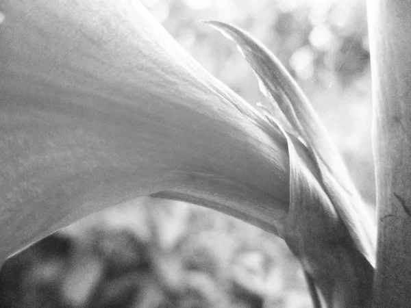 Hojas Flores Blancas Negras Fondo Naturaleza —  Fotos de Stock