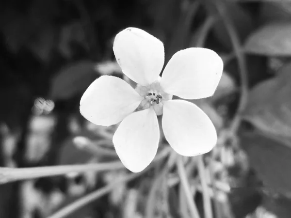 Hojas Flores Blancas Negras Fondo Naturaleza — Foto de Stock