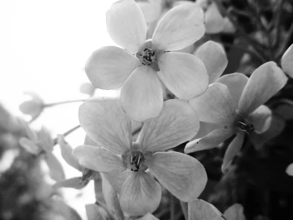 Hojas Flores Blancas Negras Fondo Naturaleza —  Fotos de Stock