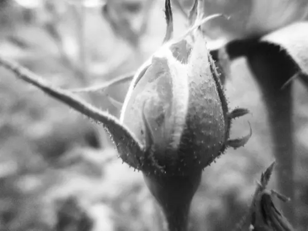 Feuilles Fleurs Noires Blanches Fond Naturel — Photo