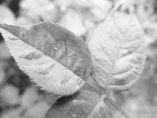 Bianco Nero Fiore Foglie Natura Sfondo — Foto Stock