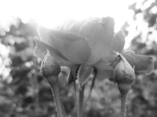 Чорно Біле Листя Квітки Природа Фону — стокове фото