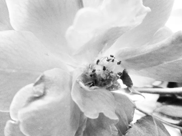 Bianco Nero Fiore Foglie Natura Sfondo — Foto Stock