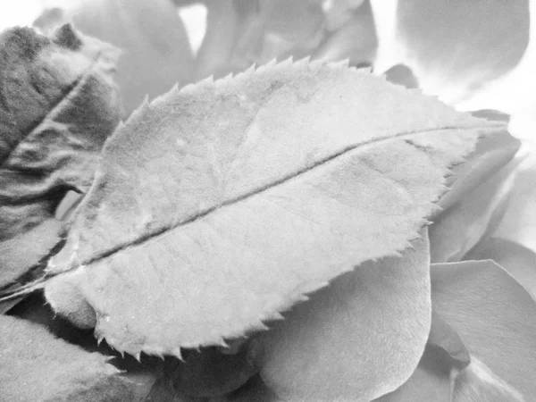 Doğa arka plan siyah ve beyaz çiçek yaprakları                               