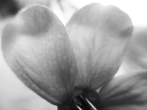 Svart Och Vit Blomma Löv Natur Bakgrund — Stockfoto