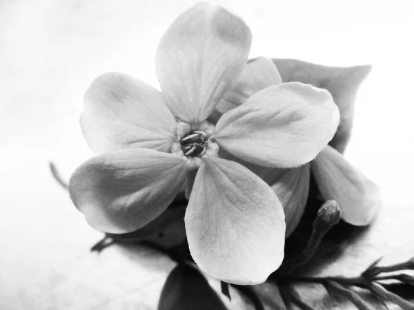 Hojas Flores Blancas Negras Fondo Naturaleza — Foto de Stock