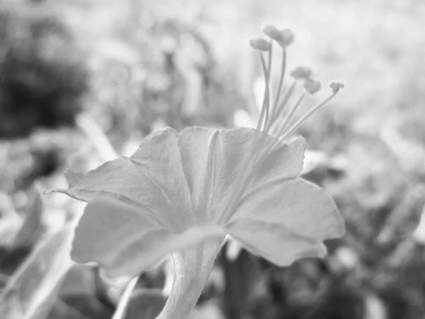 Bianco Nero Fiore Foglie Natura Sfondo — Foto Stock