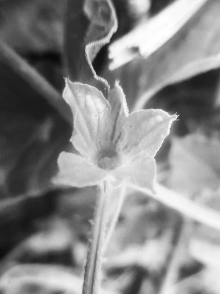 Zwart Wit Bloem Laat Natuur Achtergrond — Stockfoto