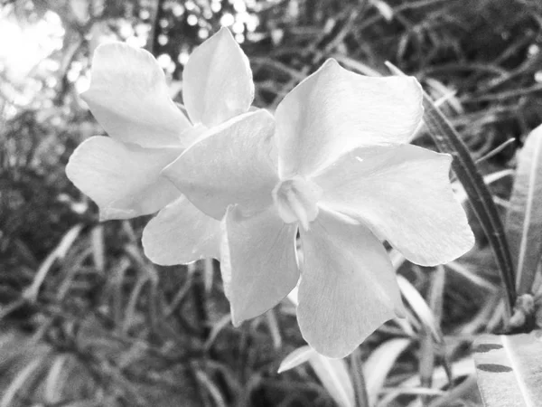 Hojas Flores Blancas Negras Fondo Naturaleza — Foto de Stock