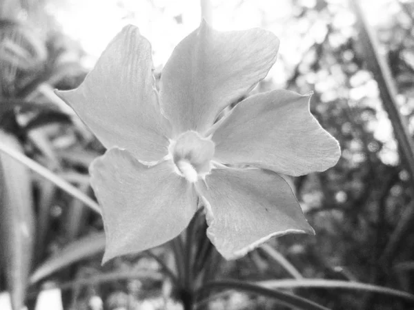 Hojas Flores Blancas Negras Fondo Naturaleza — Foto de Stock