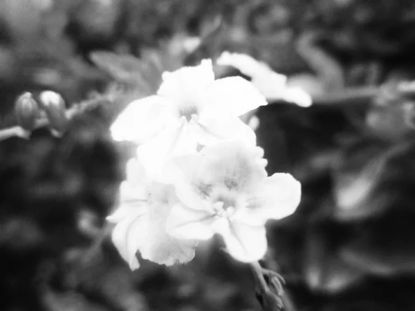 Hojas Flores Blancas Negras Fondo Naturaleza — Foto de Stock