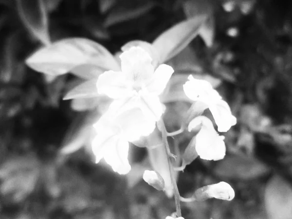 Hojas Flores Blancas Negras Fondo Naturaleza — Foto de Stock