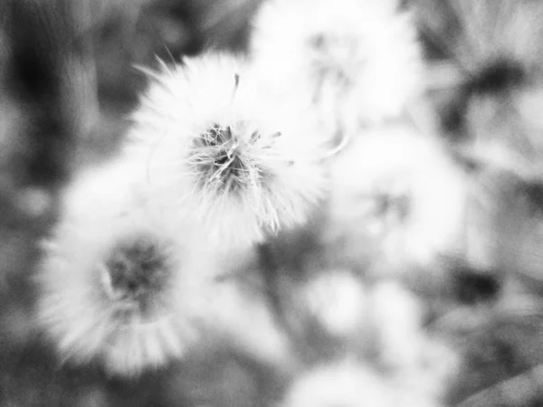Doğa Arka Plan Siyah Beyaz Çiçek Yaprakları — Stok fotoğraf