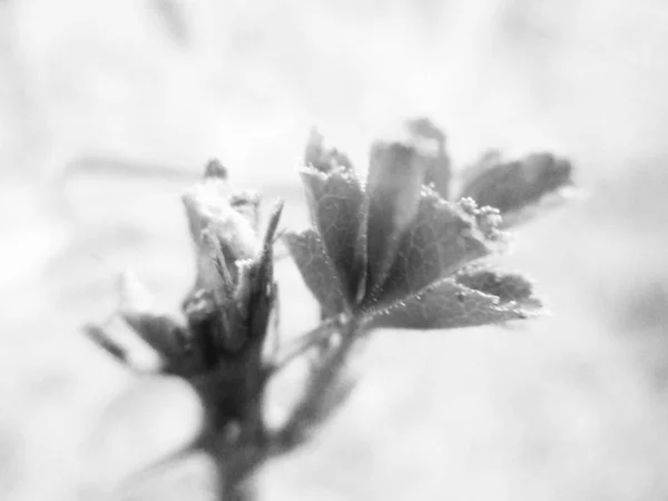 Svart Och Vit Blomma Löv Natur Bakgrund — Stockfoto