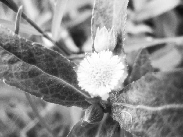 Feuilles Fleurs Noires Blanches Fond Naturel — Photo