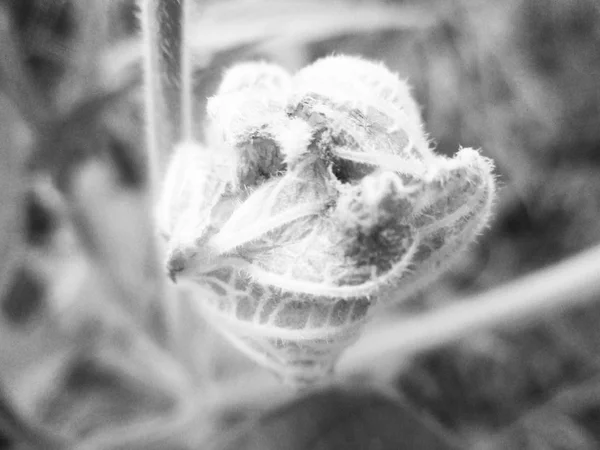 Черно Белый Цветок Листья — стоковое фото