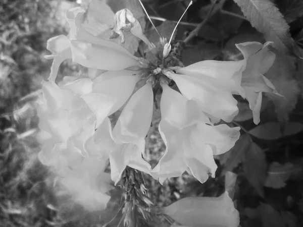 Svart Och Vit Blomma Löv Natur Bakgrund — Stockfoto