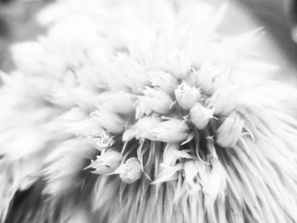 Black White Flower Leaves Nature Background — Stock Photo, Image