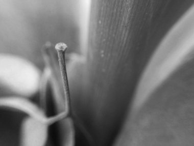 Doğa arka plan siyah ve beyaz çiçek yaprakları