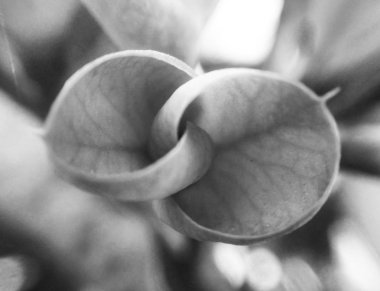 Doğa arka plan siyah ve beyaz çiçek yaprakları