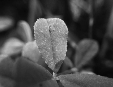 Doğa arka plan siyah ve beyaz çiçek yaprakları