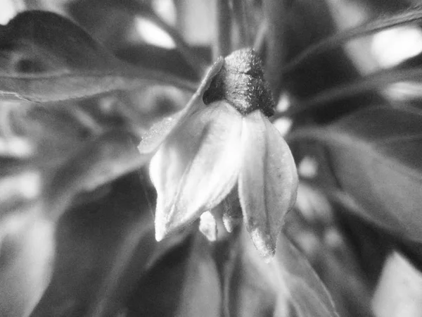 Schwarz Und Weiß Blume Blätter Natur Hintergrund — Stockfoto