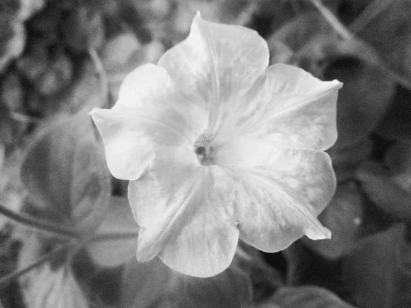 Folhas Flores Preto Branco Natureza Fundo — Fotografia de Stock