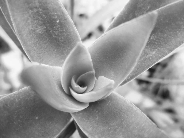 Schwarz Und Weiß Blume Blätter Natur Hintergrund — Stockfoto