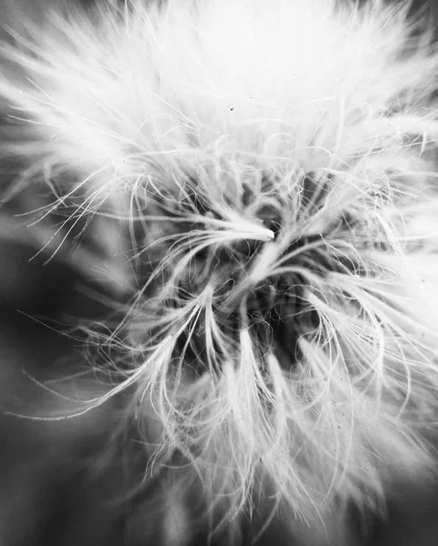 Feuilles Fleurs Noires Blanches Fond Naturel — Photo