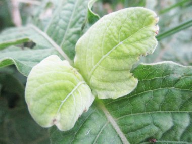  Yaprak, yeşillik ve yeşil doğa  