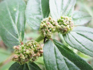  Yaprak, yeşillik ve yeşil doğa  